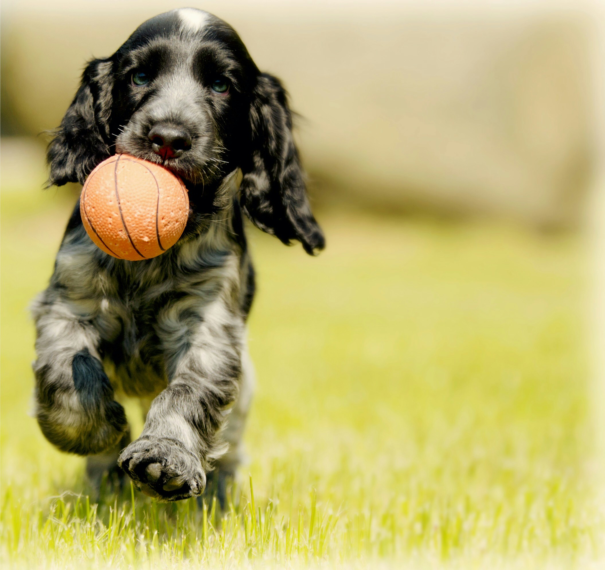Billede af en Hund