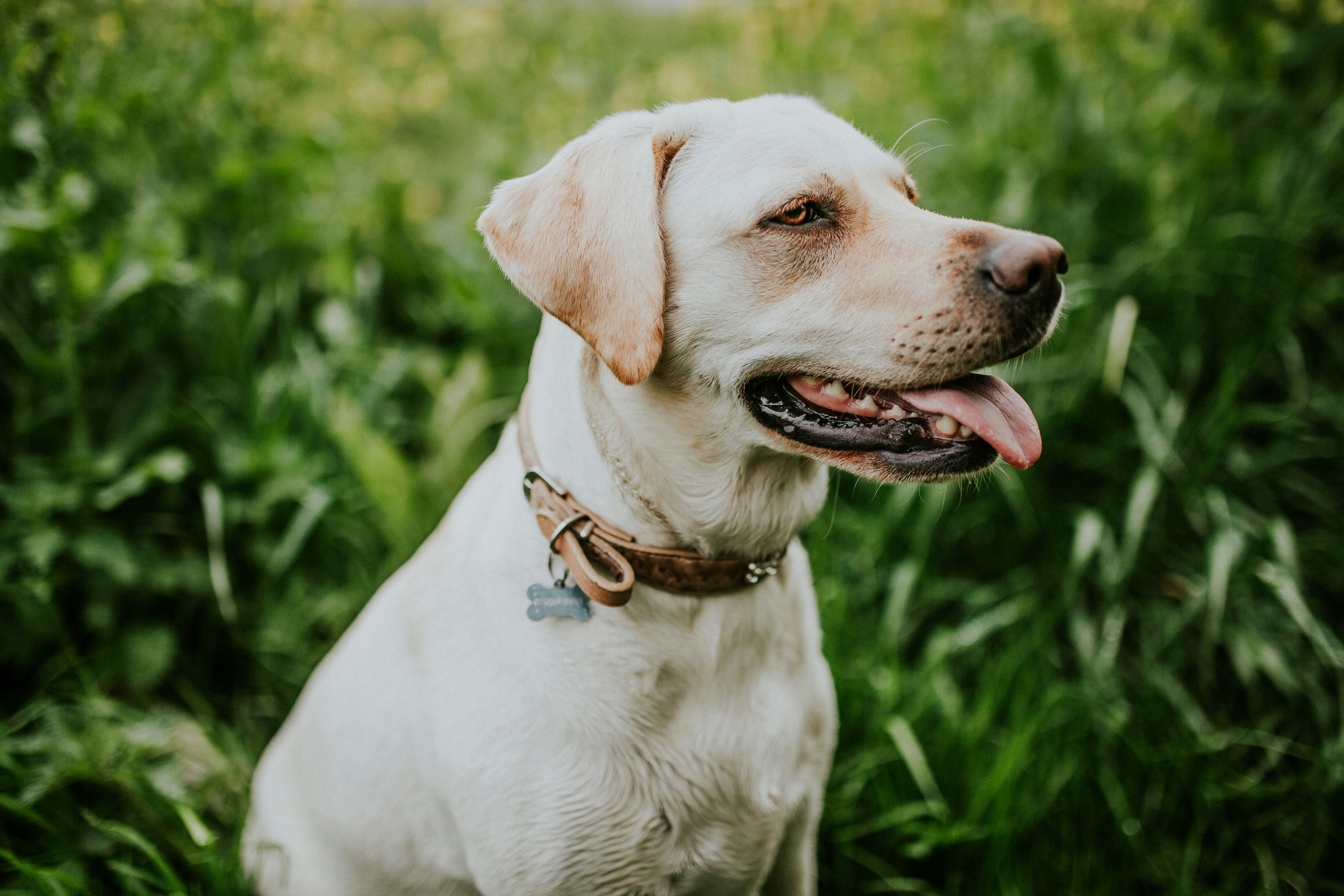 Billede af en gammel Hund