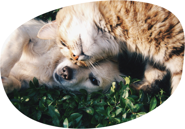 Liggende hund og kat