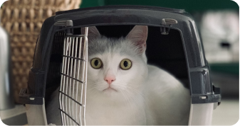 Her vises en kat i transportbur